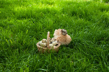 Beautiful quail bird and a basket with quail eggs on the green grass in summer. Quail farm