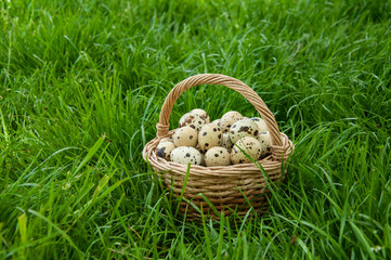 Fototapeta na wymiar Basket with quail eggs on a beautiful green grass