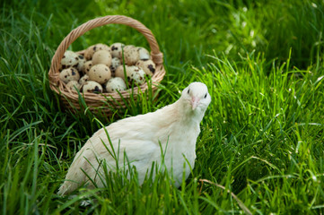 Beautiful quail bird and a basket with quail eggs close-up on the green grass in summer. Quail farm