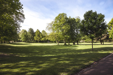 trees in the park