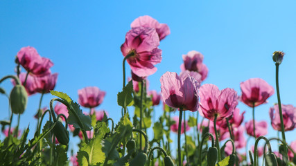 Obraz premium Cultivation of pink poppy (Papaver somniferum) for oil extraction