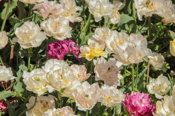 White tulips against green foliage. Pink tulips field. Flowers in spring blooming blossom scene. Pink hybrid tulips background. Tulip backdrop. Bicolor tulips.