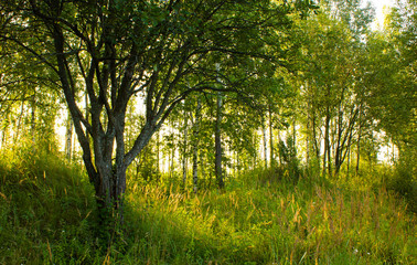 Fototapeta na wymiar sunrise in the summer green forest