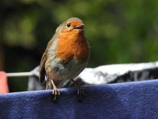 singing robin on a washing line