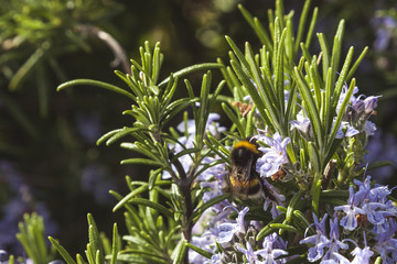 rosemary flowers and bee
