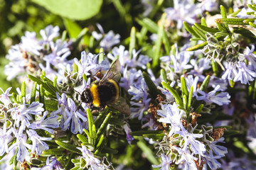 bee  on a flower