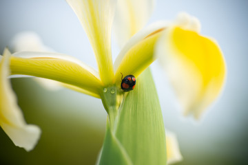 アヤメとテントウムシ