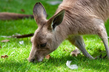 Naklejka na ściany i meble Eastern Grey Kangaroo Eating Grass