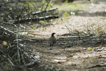 
wood grouse sits on a road in the forest