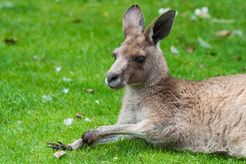 Naklejka na ściany i meble Eastern Grey Kangaroo On Grass