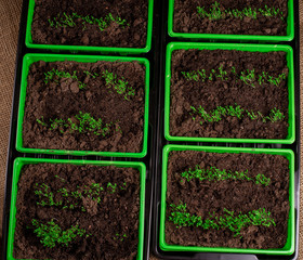 Seedlings. Fresh green seedlings have just sprouted.