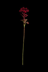 Artificial celosia flower on black background
