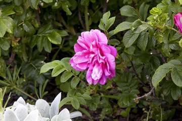 pink flowers in the garden