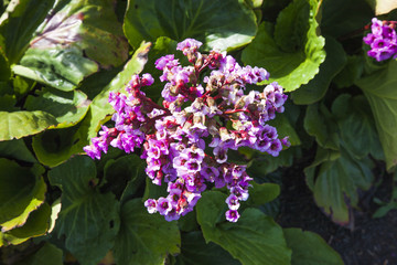 lilac flowers in the garden