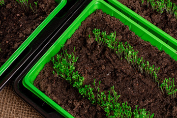 Seedlings. Fresh green seedlings have just sprouted.