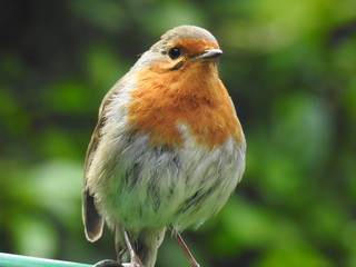 robin in the garden