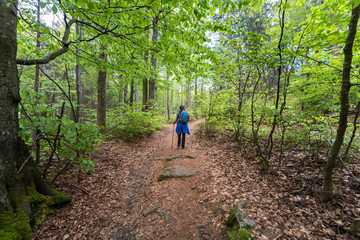 Obraz premium Wandern zum Turm am Hirschenstein im Bayerischen Wald