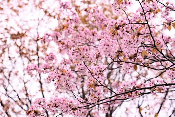 Spring blurred background with a pink blooming tree close up. Spring flowers. Concept of nature and beauty.