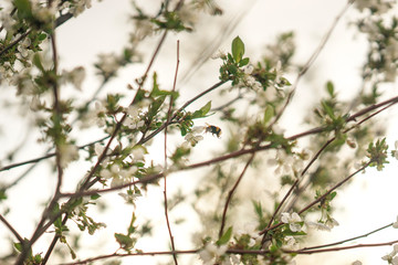 A busy bee flying from flower to flower on a blooming apple tree