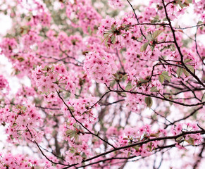 Spring background with a pink blooming tree close-up. Spring flowers. Concept of nature and beauty.