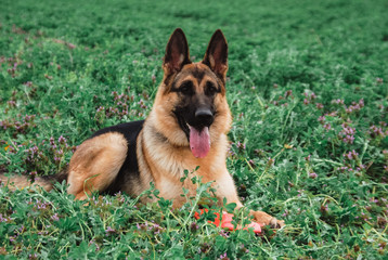 German shepherd with a flying saucer. Dog Frisbee, sports with a dog. Games with a dog in the fresh air.