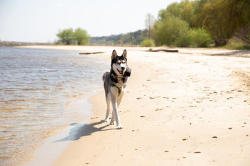 Siberian husky runs along the shore.