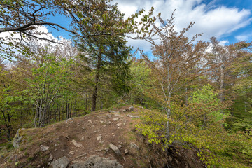 Bayerischer Wald bei Sankt Englmar