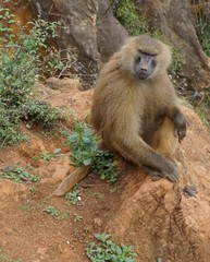 portrait of a baboon