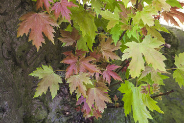red maple leaves