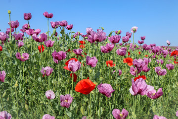 Obraz premium Cultivation of pink poppy (Papaver somniferum) for oil extraction