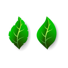 Green leaves isolated on white background. Fresh summer foliage set, vector illustration in flat style