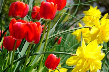 red and yellow tulips in garden