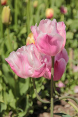 Fototapeta premium Tulip season. Bright fresh spring flowers tulips on blurred background. Beautiful pink tulip blooming in garden. Tulips on the flower bed.