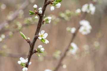 Plum tree blossom in spring. Beautiful flowers on branches closeup