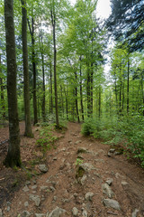 Obraz premium Wandern im Bayerischen Wald bei Sankt Englmar