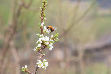 Big beautiful bumblebee collects pollen from plum tree flowers in spring.