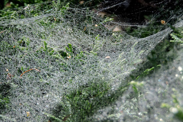 A close-up of raindrops on a spiderweb spun on a thuya
