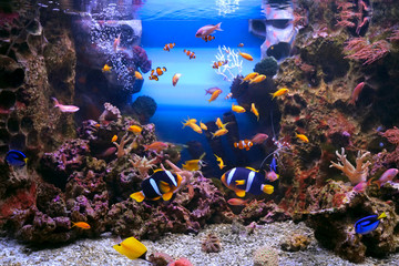 Fototapeta na wymiar Tropical Fishes in Marine aquarium tank