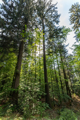 Wandern im Bayerischen Wald bei Sankt Englmar