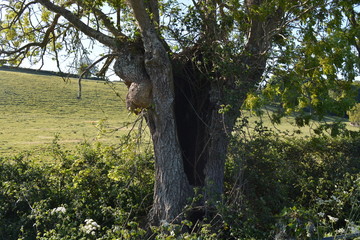 Sycamore tree with hollow trunk