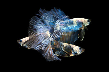 Beautiful colorful  Siamese fighting fish, Betta splendens, on black background, group of betta...