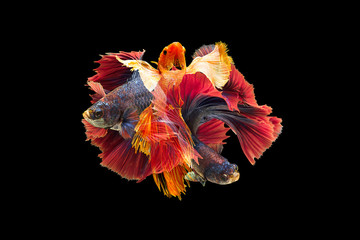 Beautiful colorful  Siamese fighting fish, Betta splendens, on black background, group of betta...