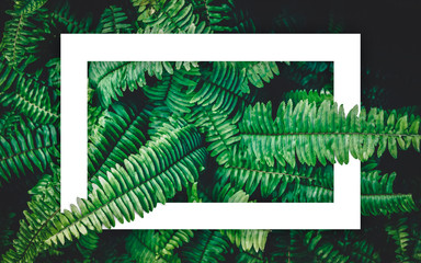 Fern green growth in the tropical forests with white frame background.