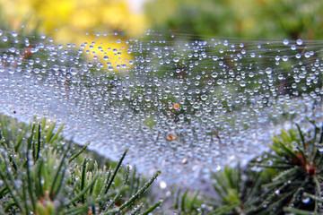 A close-up of raindrops on a spiderweb spun on a white spruce