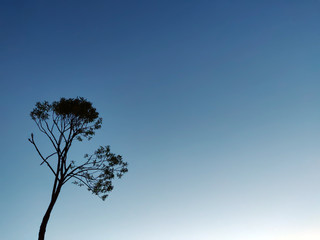 Silhouette of a tree against the sky