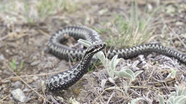 Venomous adder viper snake (Vipera berus) attack and bite