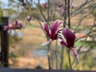 pink magnolia flowers