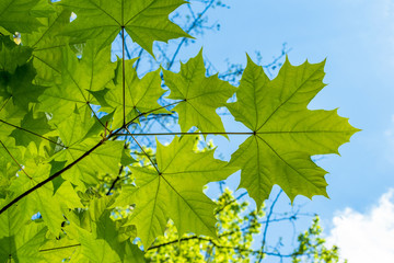 bottom up view of maple leaves on a sunny summer day