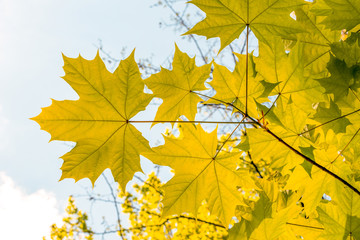 bottom up view on yellow maple leaves in autumn close up