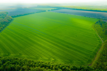 A huge green field of wheat seeds of barley and other crops. Agribusiness. Green field in the steppes of Ukraine. Photo from a drone.